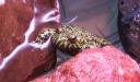 Greenie fire-bellied toad close up