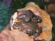 07-12-12-brownie-and-newts-cuddling.jpg