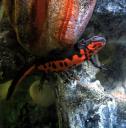newt-under-water-showing-belly.jpg