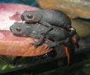 newts-stacked.jpg