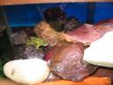 08-01-14-top-of-tank-with-toads.jpg